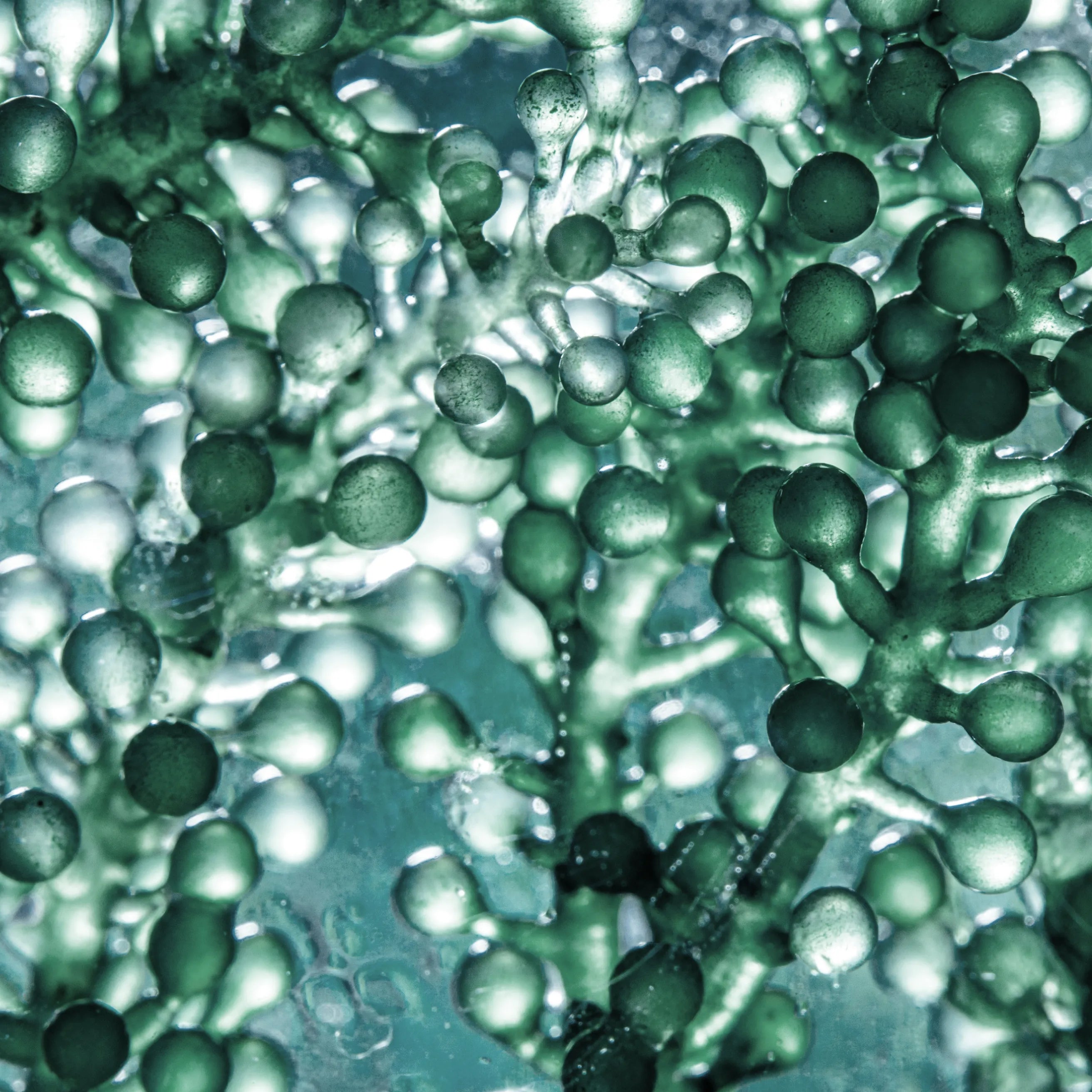 Quels sont les bienfaits des algues marines pour votre peau ?